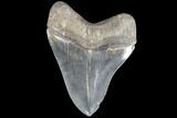 Serrated, Fossil Megalodon Tooth - Georgia #87092-2